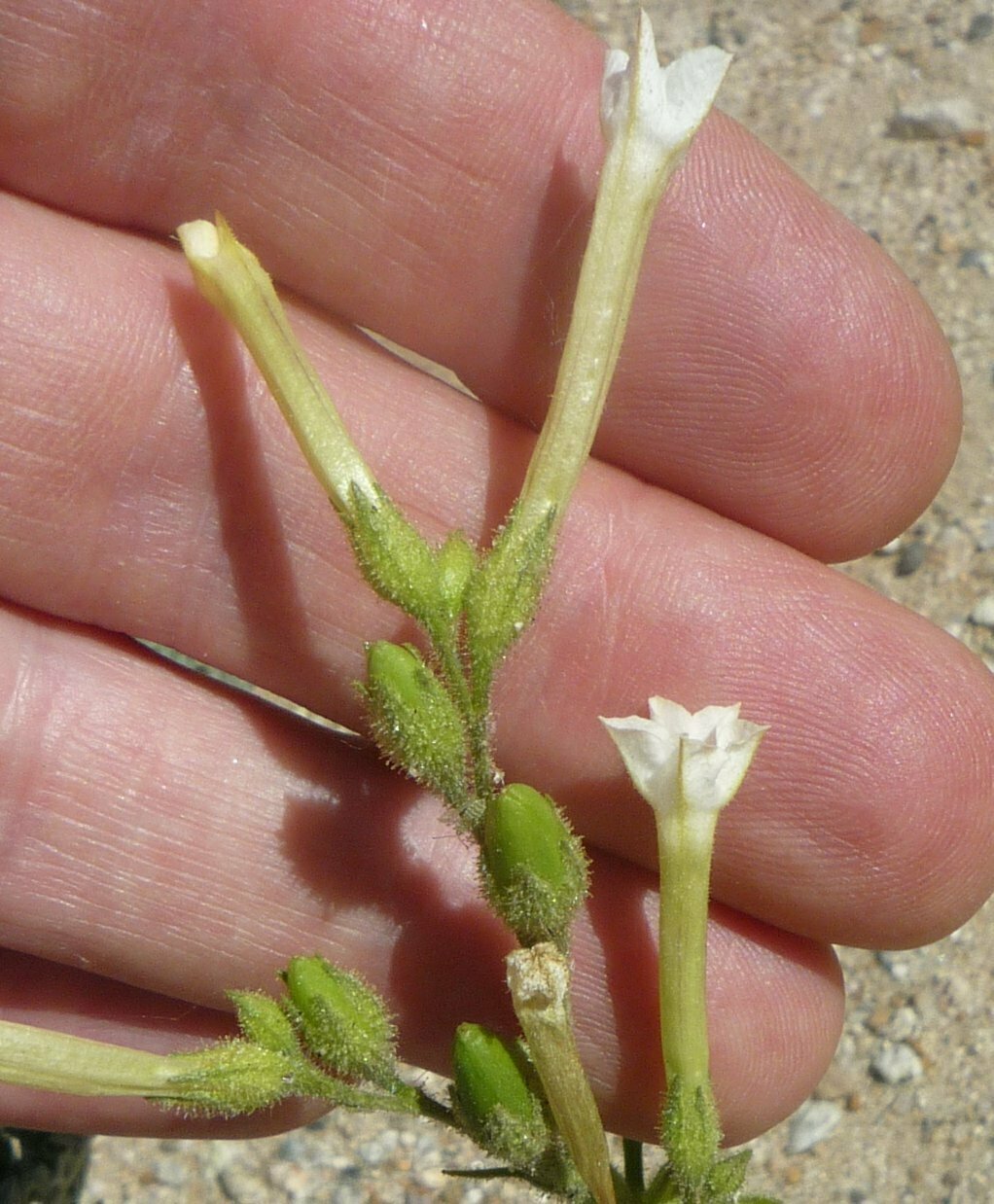 High Resolution Nicotiana attenuata Flower